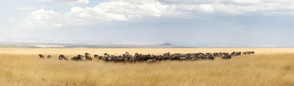 Panorama Uma Manada Gnus Grama Aveia Vermelha Masai Mara Quênia — Fotografia de Stock