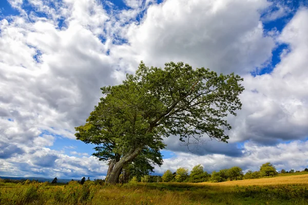 Árbol Barrido Por Viento Prados Verano Zona Rural Nuevo Brunswick — Foto de Stock