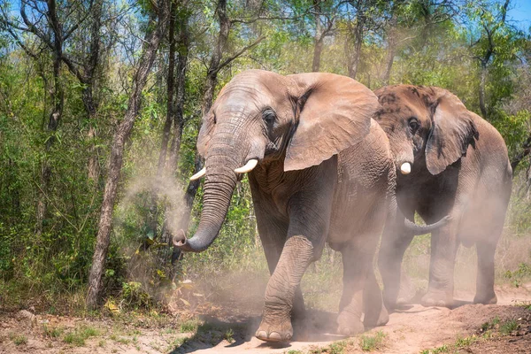 Elefanter Sparke Sprøjte Sig Med Den Røde Støv Kruger Sydafrika - Stock-foto