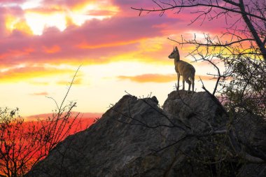 solitary steenbok looks out from a rocky outcrop. Sunset in Kruger national park, South Africa.  clipart