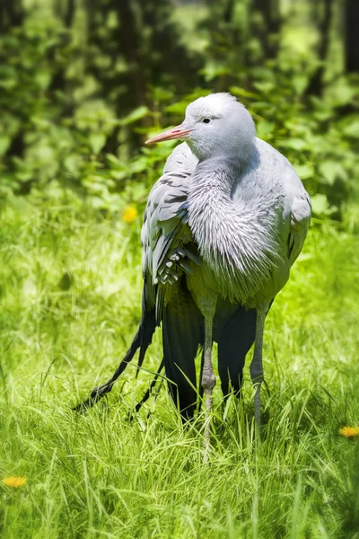 Blue Crane Також Відома Стенлі Або Рай Кран Вважається Національним — стокове фото