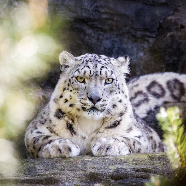 Leopardo Neve Atento Mantém Olho Atento Através Folhagem — Fotografia de Stock