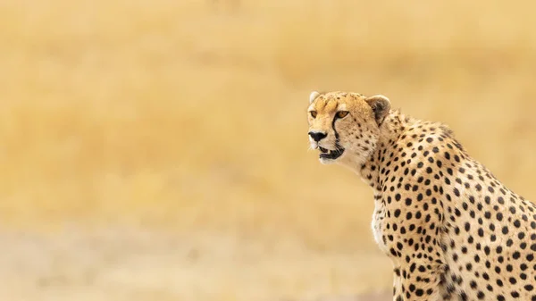 Jonge Volwassen Cheeteh Masai Mara Spacefor Tekst — Stockfoto