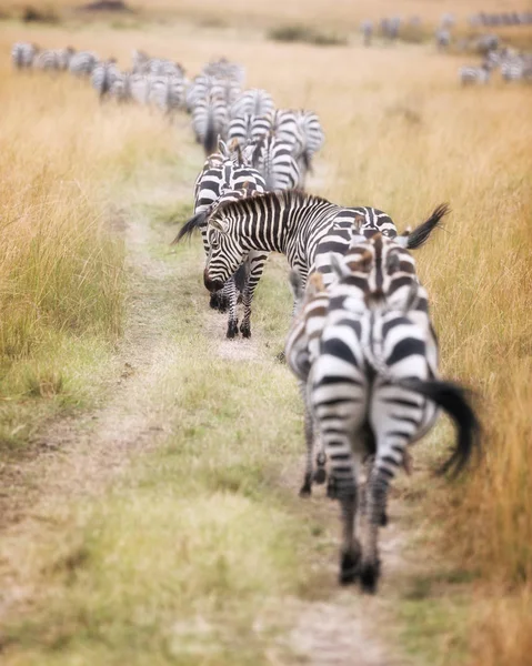 Kudde Zebra Goed Versleten Pad Door Masai Mara Tijdens Grote — Stockfoto