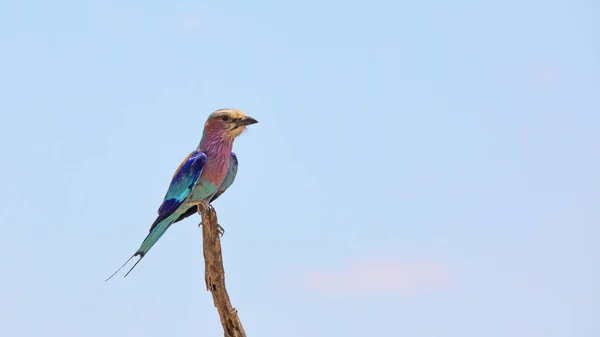 Adult Lilac Breasted Roller Forked Tail Roller Perched Branch Kruger — Stock Photo, Image