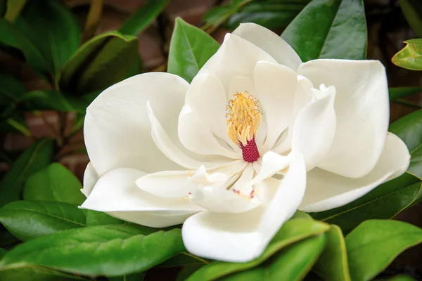 Die Schöne Weiße Blüte Der Magnolia Grandiflora Oder Südliche Magnolie — Stockfoto