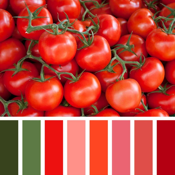 新鲜藤西红柿的背景 在彩色调色板与免费彩色色板 — 图库照片