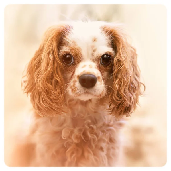 Portrait Cavalier King Charles Spaniel Filtered Look Aged Instant Photo — Stock Photo, Image