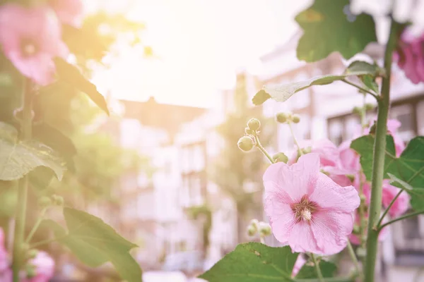 Rosafarbene Stockrosen Blühen Sonnenlicht Hintergrund Die Gebäude Des Alten Amsterdamms — Stockfoto