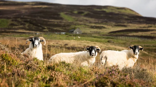 Ein Trio Neugieriger Schafe Hochland Von Schottland — Stockfoto