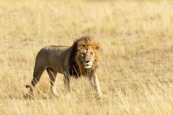 León Adulto Vigilante Mirando Desde Larga Hierba Del Masai Mara — Foto de Stock