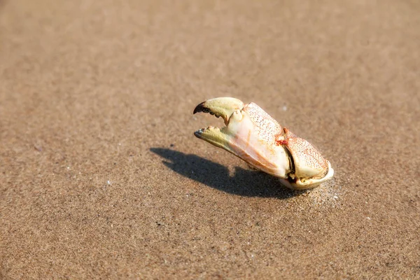 Crab Claw Poking Out Sand Beach — Stock Photo, Image