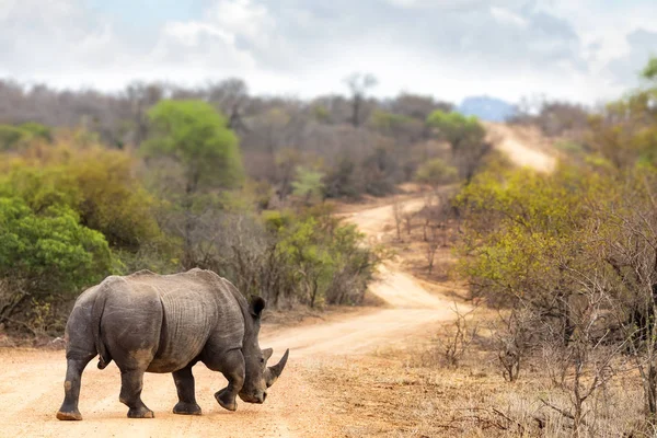 Hombre Adulto Rinoceronte Blanco Ceratotherium Simum Camino Tierra Parque Nacional —  Fotos de Stock