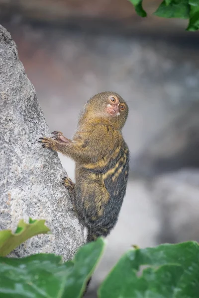 Pygmy Marmoset Cebuella Pygmaea Gripping Rock Face Smallest Monkey World — Stock Photo, Image