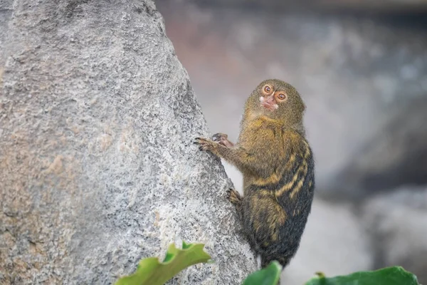 Pântano Pigmeu Cebuella Pygmaea Rosto Rocha Emocionante Macaco Mais Pequeno — Fotografia de Stock