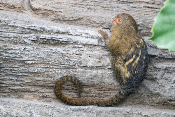 Pygmy Marmoset Cebuella Pygmaea Gripping Rock Face Smallest Monkey World — Stock Photo, Image