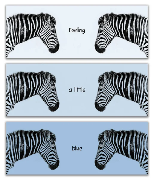 Tríptico Zebra Três Bandeiras Horizontais Mostrando Cabeça Refletida Zebra Perfil — Fotografia de Stock