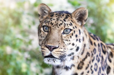 Young adult Amur Leopard. A species of leopard indigenous to southeastern Russia and northeast China, and listed as Critically Endangered clipart