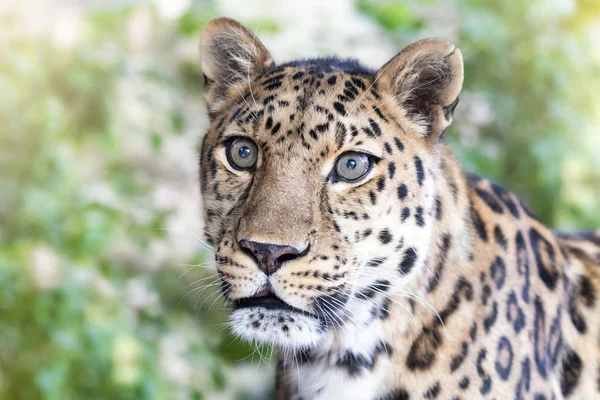 Young adult Amur Leopard. A species of leopard indigenous to southeastern Russia and northeast China, and listed as Critically Endangered