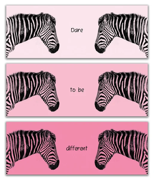 Tríptico Zebra Três Faixas Horizontais Que Mostram Cabeças Refletidas Umas — Fotografia de Stock