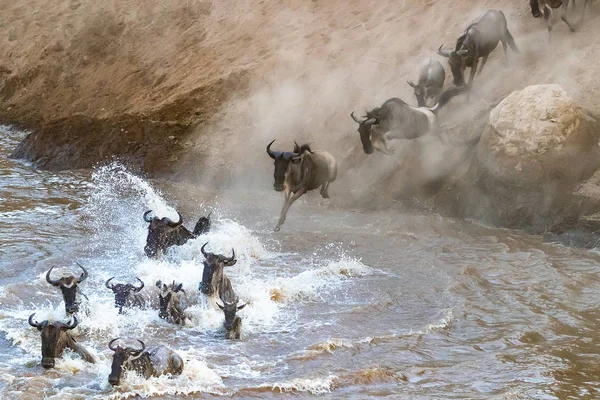 Wildebeests Attraversando Fiume Mara Durante Annuale Grande Migrazione Ogni Anno — Foto Stock