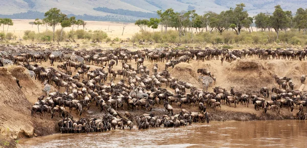 Festői Kilátással Gnúra Gyűlt Össze Kenyai Masai Mara Mara Folyó — Stock Fotó