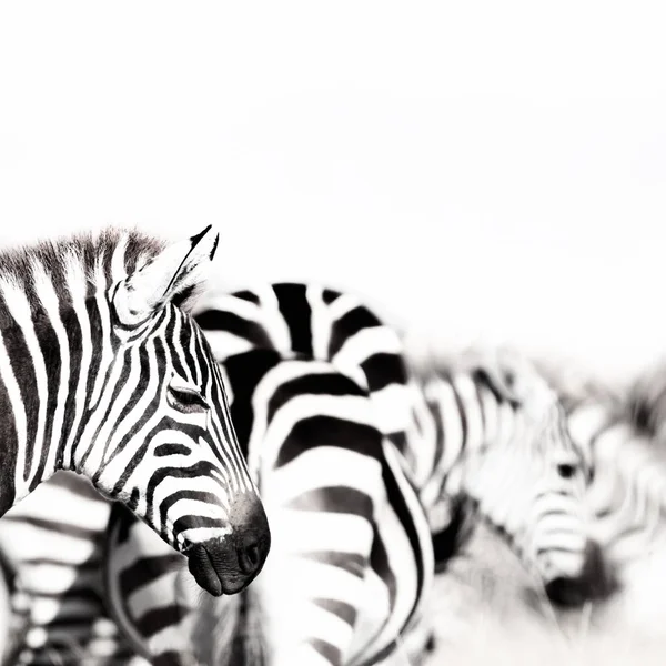 Zebra Herde Mit Geringer Schärfentiefe Hochwertige Schwarz Weiß Verarbeitung — Stockfoto