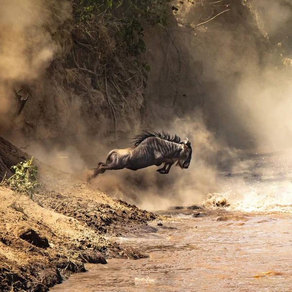 Wildebeest Attraversare Fiume Mara Durante Grande Migrazione Ogni Anno Circa — Foto Stock