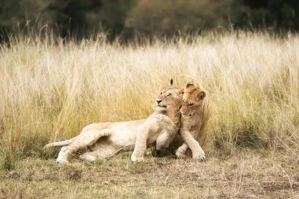 在肯尼亚马赛马拉的长草中玩耍的狮子幼崽 — 图库照片