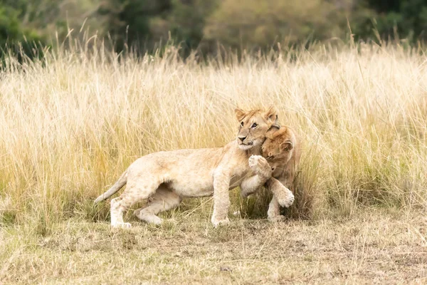 stock image playful lion cubs in long grass of Masai Mara, Kenya