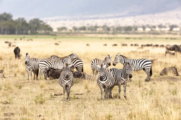 Stáda Pakoně Zebry Shromáždí Masai Mara Keňa — Stock fotografie