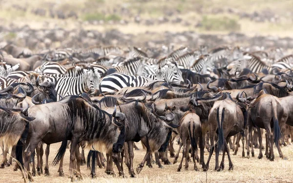 Stáda Pakoně Zebry Shromáždí Masai Mara Keňa — Stock fotografie