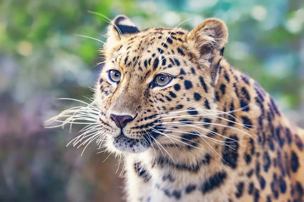 Nära Visa Porträtt Unga Amur Leopard — Stockfoto