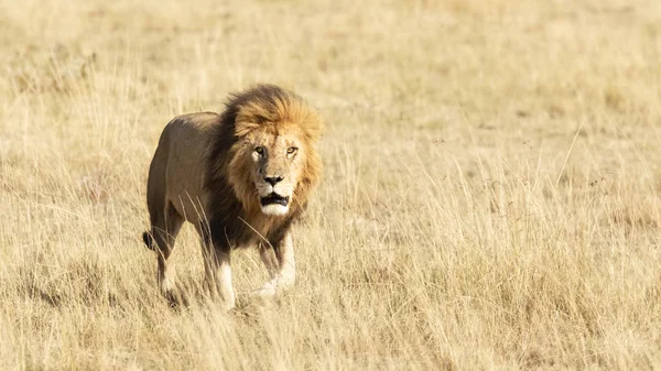 Masai Mara Uzun Otların Arasında Yürüyüş Yetişkin Erkek Aslan — Stok fotoğraf