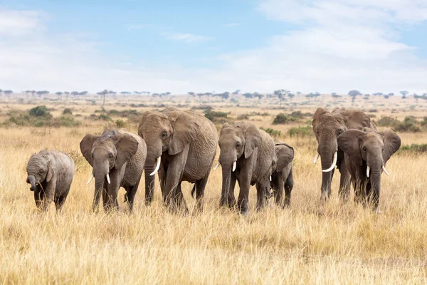 Rodzinę Słoni Spaceru Przez Wysoką Trawę Masai Mara Kenia — Zdjęcie stockowe