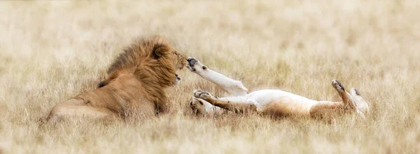 Lion Playful Lioness Long Grass Masai Mara Kenya — Stock Photo, Image