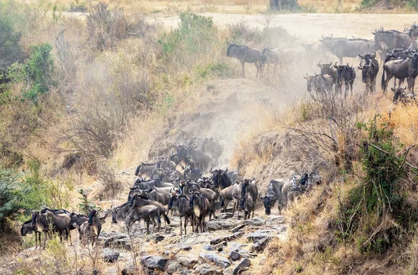 Každoroční Velká Migrace Pakoně Masai Mara Keňa — Stock fotografie