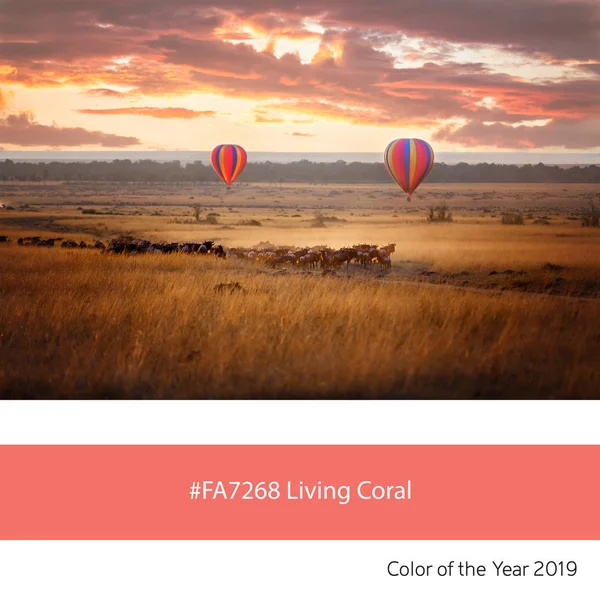 Ballons Sur Masai Mara Comme Exemple Couleur Tendance Année 2019 — Photo