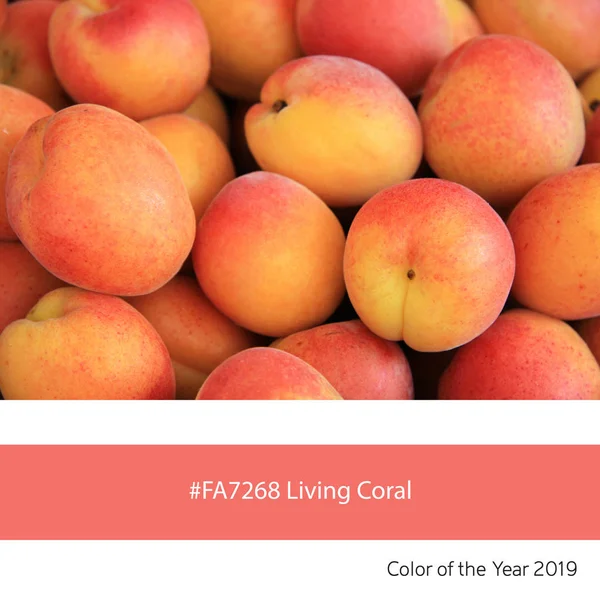 新鲜杏子作为一个例子的趋势颜色的 2019年 生活珊瑚 与相应的颜色六角代码 — 图库照片
