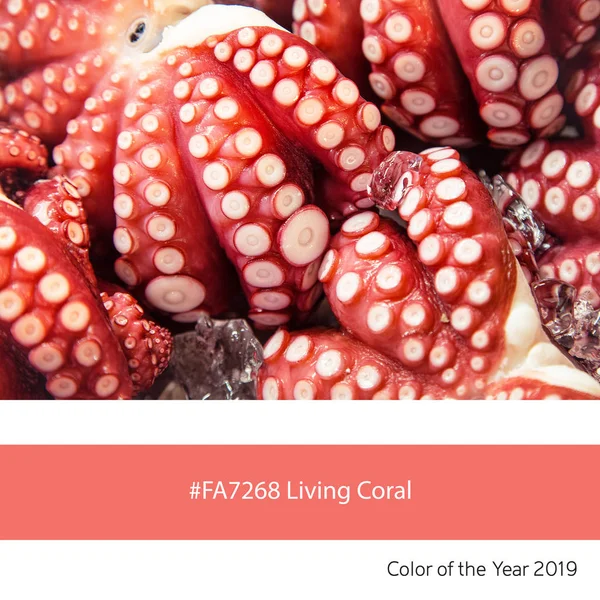 Pulpo Fresco Como Ejemplo Del Color Tendencia Del Año 2019 — Foto de Stock