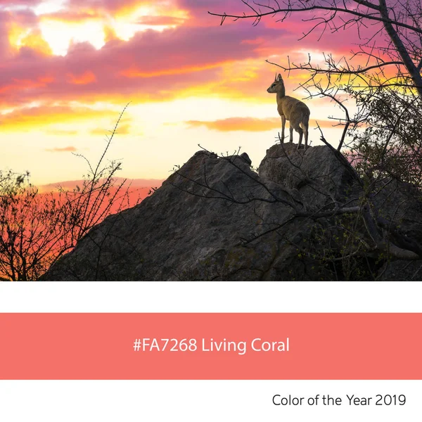 Steenbok Atardecer Como Ejemplo Del Color Tendencia Del Año 2019 —  Fotos de Stock