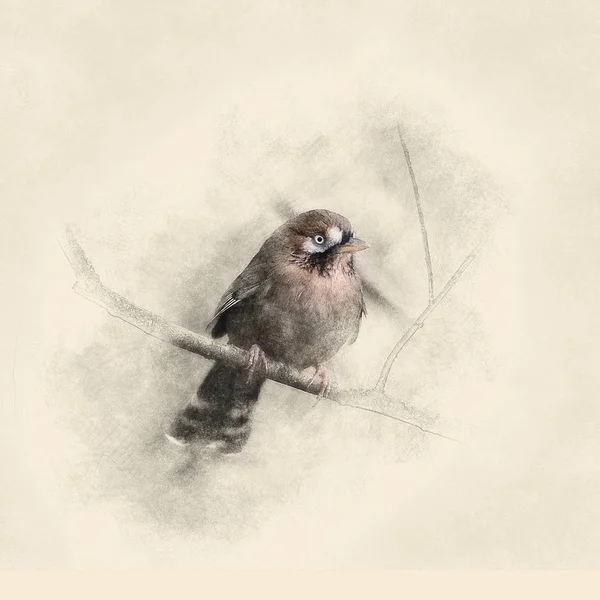 ゲームキャラクター ガビチョウ亜科 Garrulax の生息状況は 枝に腰掛け 木の枝を囲むことによって作成したビネットこの鳥は中国 インド ミャンマーに固有 — ストック写真