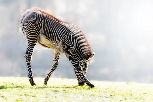 Sabah Erken Güneş Işığında Otlatma Garip Genç Zebra Senin Metin — Stok fotoğraf