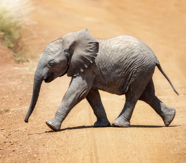 Bébé Éléphant Afrique Traverse Chemin Terre Dans Masai Mara Kenya — Photo