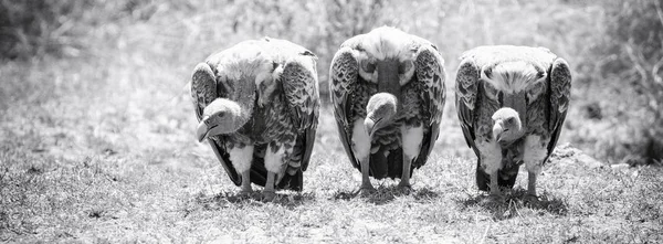 Bannière Vulture Trio Noir Blanc Format Populaire Des Médias Sociaux — Photo