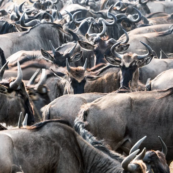 Tightly Crowded Herd White Bearded Wildebeest Masai Mara Annual Great — Stock Photo, Image