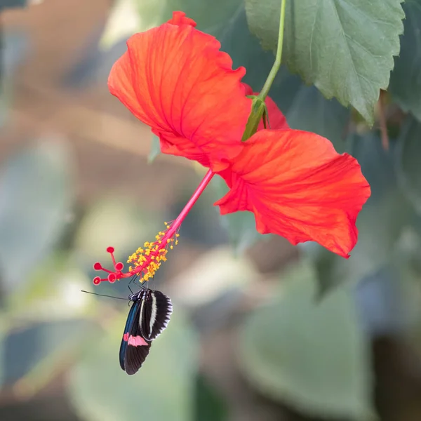 Prachtige Vlinder Bij Postbode Heliconius Melpomene Feeds Van Een Levendige — Stockfoto