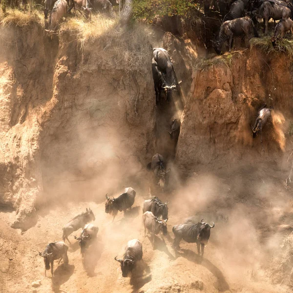 Skoki Rzeką Mara Podczas Dorocznej Wielkiej Migracji Gnu — Zdjęcie stockowe