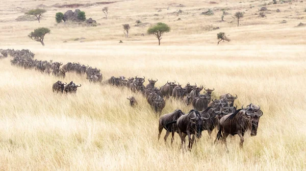 Dlouhá Řada Bělovousý Pakoně Cestování Trávou Měkké Červené Ovesná Masai — Stock fotografie