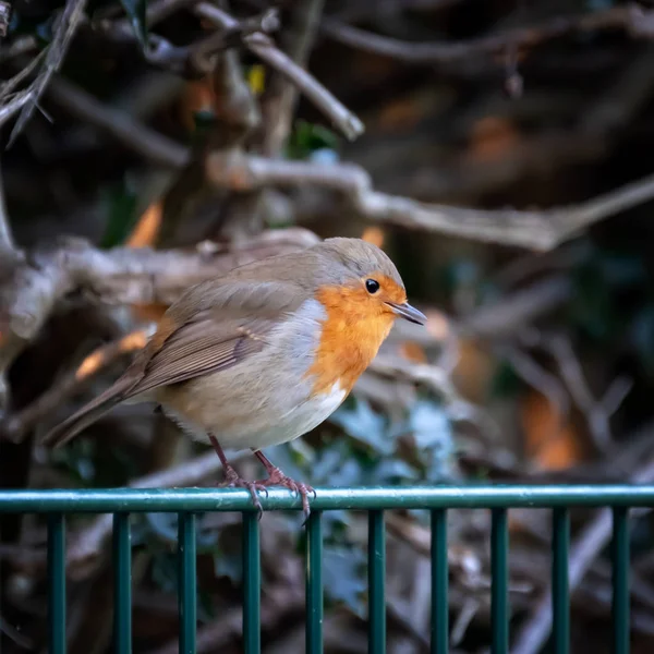 Robin Adulto Soltero Erithacus Rubecula Encaramado Una Valla Metálica Contra — Foto de Stock